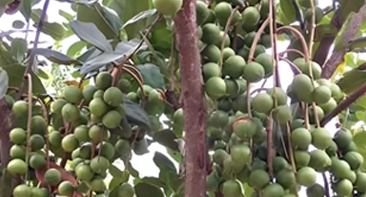 ¡Drones agrícolas vuelan a Guangxi y ayudan a los chinos a obtener fruta gratis!